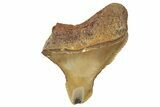 Juvenile Fossil Megalodon Tooth From Angola - Unusual Location #259523-1